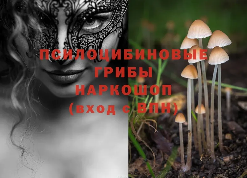 купить   Нестеров  Галлюциногенные грибы Psilocybine cubensis 